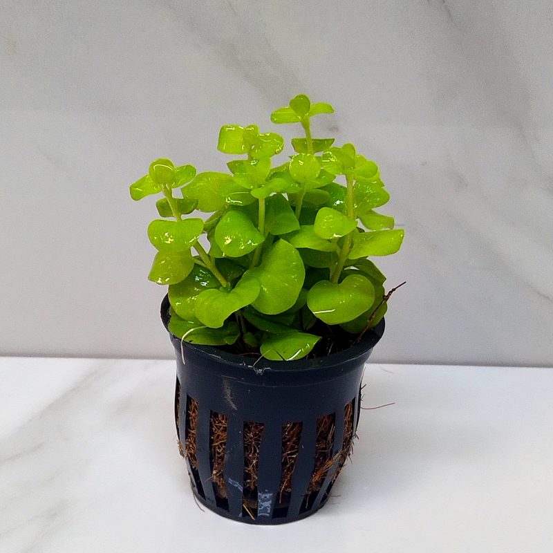 Lysimachia Nummularia Aurea