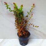 Rotala Macrandra